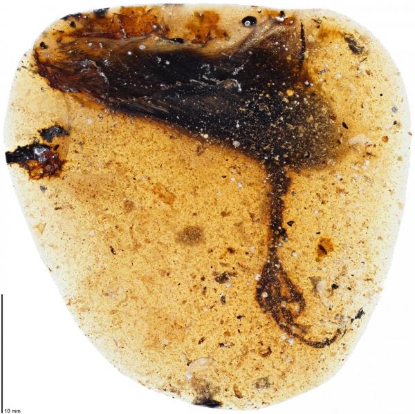 Открыт новый вид древних птиц по фрагменту стопы в янтаре
