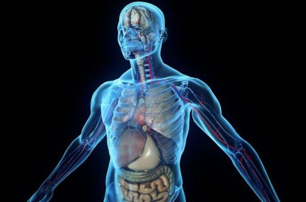 Медики научились видеть людей насквозь без рентгена и надрезов